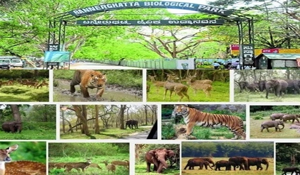 Bannerghatta Unveiled: Where Urban Pulse Meets Wild Heart